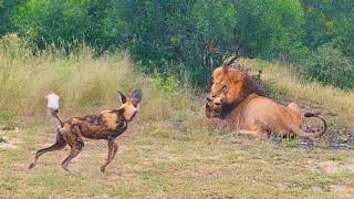 Wild Dogs Want to Save Brother From Lion [upl. by Ingra]