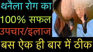 Treatment amp symptoms of mastitis in cattle amp buffalo l गाय व भैंस में थनैला रोग का इलाज़ l dr umar [upl. by Anawek]