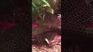 Sailfin Pleco feeds [upl. by Eckblad]