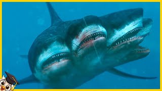 10 Requins Qui Ne Naissent Quune Fois Tous Les Mille Ans [upl. by Nivlen]