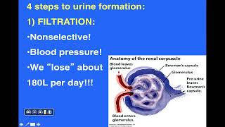 40 Water and Electrolyte Balance [upl. by Jegar]