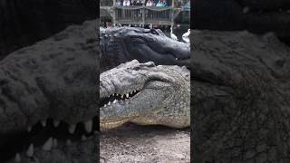 Crocodiles vs Alligators The Ultimate Showdown [upl. by Yznil]