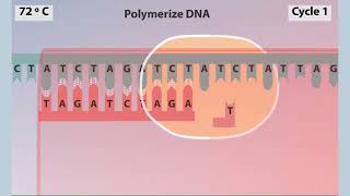 polymerase chain reaction PCR Animation [upl. by Jaal]