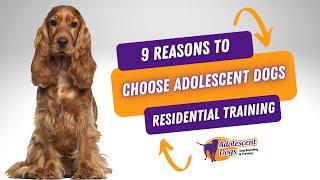 9 Reasons to Choose Adolescent Dogs Residential Dog Training [upl. by Htidirrem]