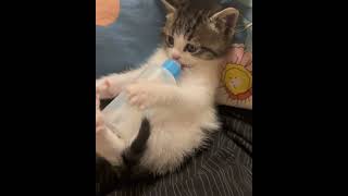 My kitten drinking milk [upl. by Pfeifer]