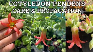 Cotyledon Pendens Cliff Cotyledon Care amp Propagation [upl. by Nnaihs]