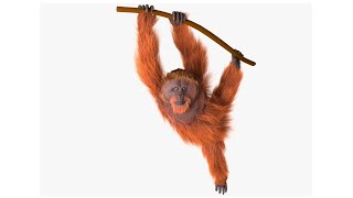 Freeks wilde wereld De orang oetan [upl. by Ellennad]