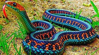 10 Most Beautiful Snakes In The World [upl. by Leval]