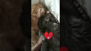 Nebelung Kitten Playing and Grooming  Nebelung Cats [upl. by Cirri859]