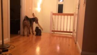 Airedale terrier and cat [upl. by Studley994]