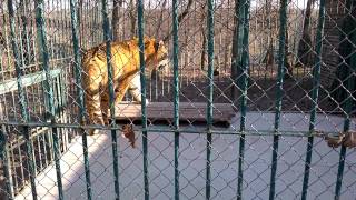 Gradina Zoologica Sibiu [upl. by Valaree207]