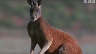 Survival in Australia for Kangaroos  BBC Wildlife  BBC Studios [upl. by Ydok151]