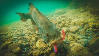 How To Catch Bass With Plastic Worms  Amazing Underwater Footage [upl. by Notgnihsaw]