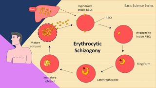 Erythrocytic schizogony  Plasmodium Life Cycle  Basic Science Series [upl. by Trescha]