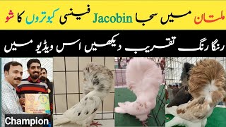 Visiting At Jacobin Pigeon Show At Multan  Pakistan Jacobin Club  pigeon [upl. by Snej]