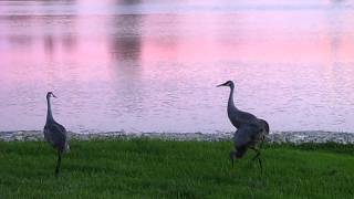 Sandhill Cranes Dancing At Sunset [upl. by Noled306]