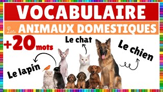 Vocabulaire  Les animaux domestiques  Français [upl. by Aivatnwahs]