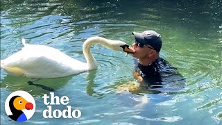 Guy Rescues An Egg And Becomes A Swan Dad For Life  The Dodo [upl. by Giorgi]