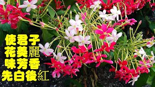 2024初夏季節花卉使君子花 Rangoon Creeper [upl. by Grubman218]