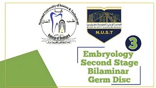 Embryology  Second Stage  Bilaminar Germ Disc  Part of The Lecture [upl. by Hola175]