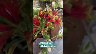 Alstroemeria Peruvian Parrot Lily garden zone8b summerflowers [upl. by Llenrad758]