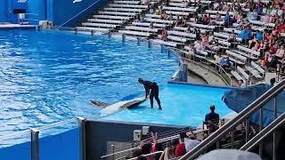 Orca Encounter at SeaWorld Orlando A Jaw Dropping Experience [upl. by Cleave]