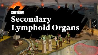 Understanding Secondary Lymphoid Organs in Immunity Part 1  Sketchy Medical  USMLE Step 1 [upl. by Swanhildas]