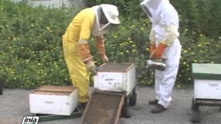 Rescate de abejas en Trujillo Alto PR parte 1 de 2 [upl. by Ninerb]