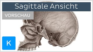 Schädel Sagittale Ansicht Vorschau  Kenhub [upl. by Tarah81]