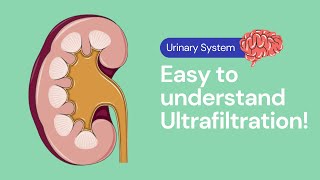 Ultrafiltration in the Kidney  Excretion [upl. by Anitsuga]