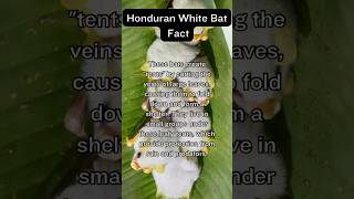 Shorts Honduran White Bat Fact [upl. by Nrev]