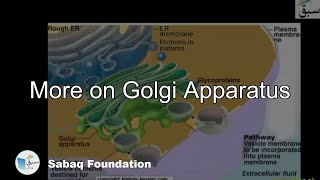 More on Golgi Apparatus Biology Lecture  Sabaqpk [upl. by Ligriv388]