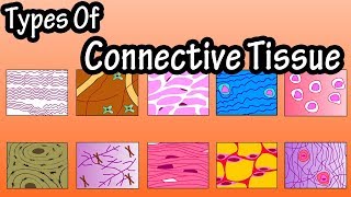 Types Of Connective Tissue  What Is Connective Tissue  Functions Of Connective Tissue [upl. by Booze832]