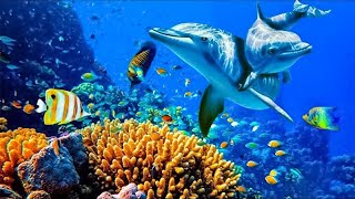 Relaxing Music to Relieve Stress Anxiety and Depression • Mind Body 🐬 Soothing music for nerves [upl. by Atilahs965]