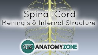 Spinal Cord  Meninges and Internal Structure  Anatomy Tutorial [upl. by Evvie]