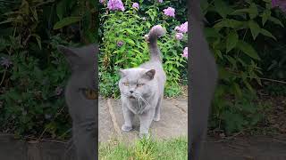 British Shorthair Cat Meowing britishshorthaircat britishblue [upl. by Gifford680]