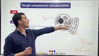 Endoplasmic reticulum د محمود الحسيني [upl. by Janith]