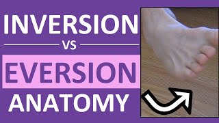 Inversion and Eversion of the Foot Ankle  Body Movement Terms Anatomy [upl. by Nnyw]