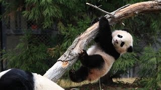 Why Do Pandas Climb Trees [upl. by Acsehcnarf]