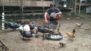 Feeding muscovy ducks and How to Successfully Raise Muscovy Ducks muscovyduck beternakentok [upl. by Aivatan]