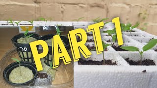 HOW TO germinate Pepper SEEDS QUICKLY  Part 1  Capsicum Co [upl. by Eey498]