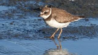 Altercation Between Semipalmated Plover and Piping Plover [upl. by Eanerb]