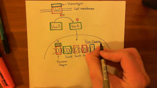 Vancomycin Resistant Enterococcus Part 2 [upl. by Haleak734]