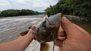 Fishing the Schuylkill River for whatever bites [upl. by Solrak]