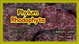 Phylum Rhodophyta botanywithyoutube botany english [upl. by Grosz707]