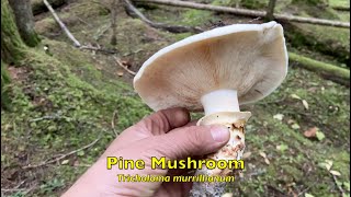 Foraging for Wild Mushrooms in BC 2023 Part 6 [upl. by Atelra157]