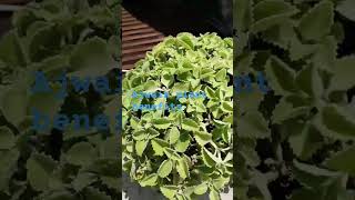 ajwain plant benefits herbalplants shortvideo 🪴🪴 [upl. by Enilegnave558]