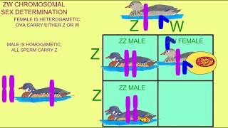 Haldanes rule sterility in interspecific hybrids affects the heterogametic gender [upl. by Maurita]