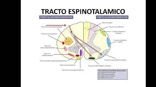 Fisiopatología de la lesión medular [upl. by Esom126]