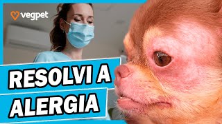 MELHOR REMEDIO PARA CACHORRO COM DOR DE OUVIDO OTITE  TRATAMENTO CASEIRO QUE RESOLVE OTITE EM CÃES [upl. by Sonitnatsnok]